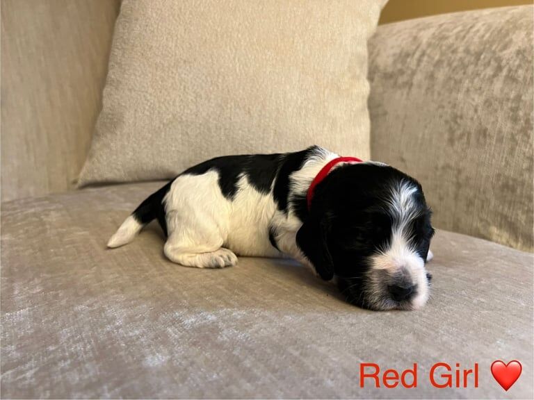 Cocker Spaniel puppies for sale in Sheffield, South Yorkshire – KC registered, 3 months old - Image 3 of 3