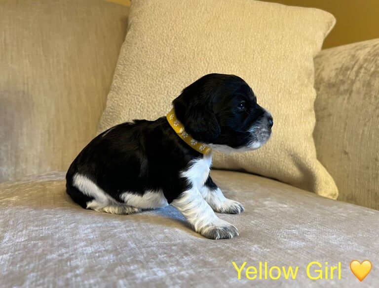 Cocker Spaniel puppies for sale in Sheffield, South Yorkshire – KC registered, 3 weeks old