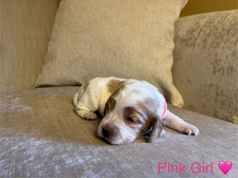 Cocker Spaniel puppies for sale in Sheffield, South Yorkshire – KC registered, 3 months old - Image 2 of 3