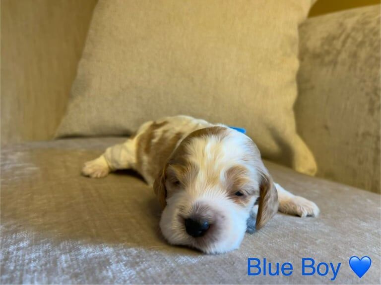 Cocker Spaniel puppies for sale in Sheffield, South Yorkshire – KC registered, 3 months old - Image 3 of 3