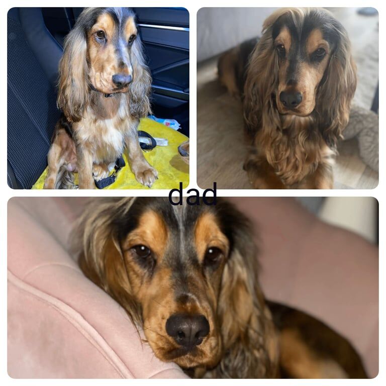 Cocker Spaniel puppies for sale in Watford, Hertfordshire – KC registered, 8 weeks old