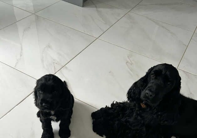 Cocker Spaniel puppies for sale in Swansea/Abertawe, Swansea – 1 year old - Image 1 of 3