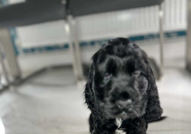 Cocker Spaniel puppies for sale in Swansea/Abertawe, Swansea – 1 year old - Image 2 of 3