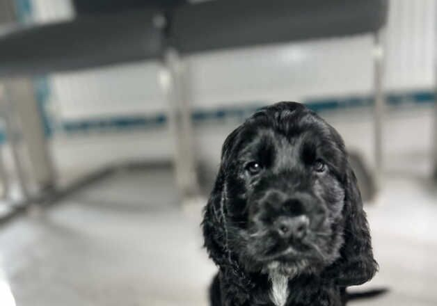 Cocker Spaniel puppies for sale in Swansea/Abertawe, Swansea – 1 year old - Image 3 of 3