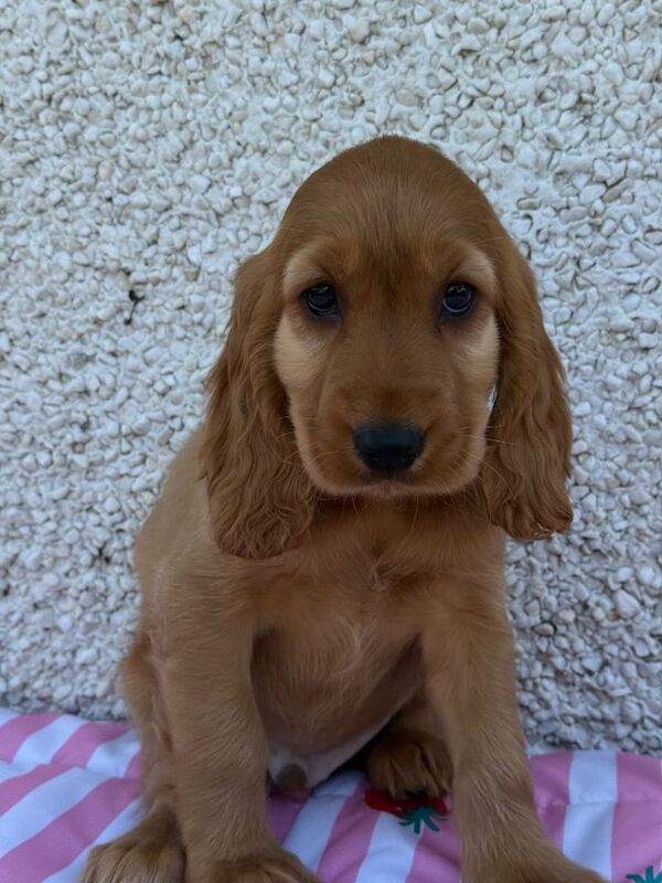 Show Cocker spaniel puppys - Image 2 of 4