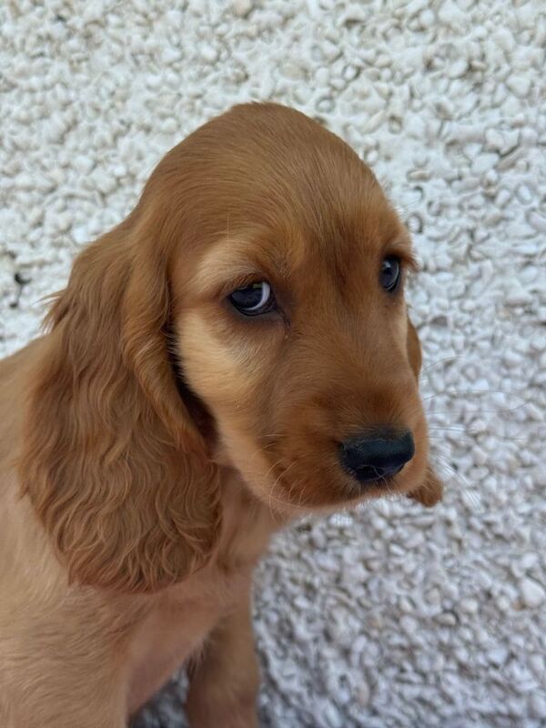 Show Cocker spaniel puppys - Image 3 of 4