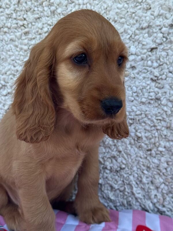 Show Cocker spaniel puppys - Image 4 of 4