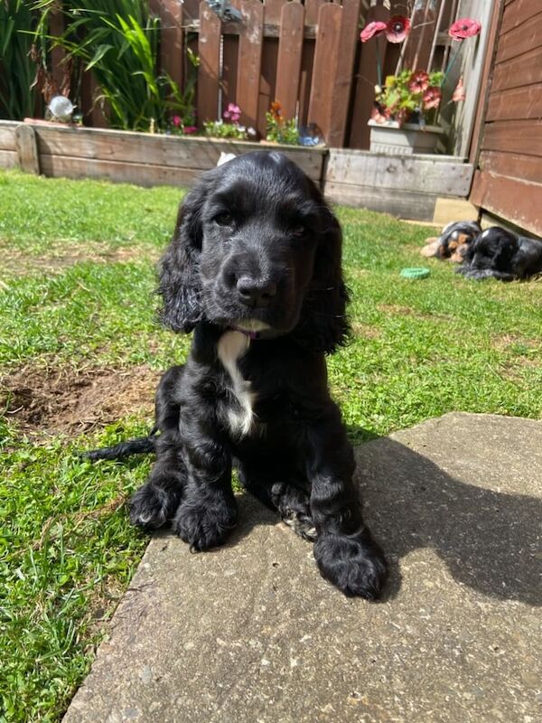 Cocker Spaniel puppies for sale in Londonderry, County Londonderry – 9 weeks old - Image 2 of 3