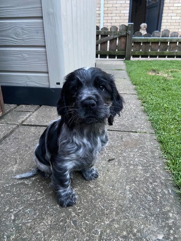 Cocker Spaniel puppies for sale in Londonderry, County Londonderry – 9 weeks old - Image 3 of 3