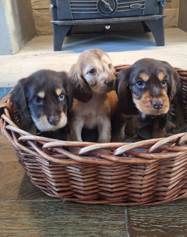 Show cocker spaniel pups