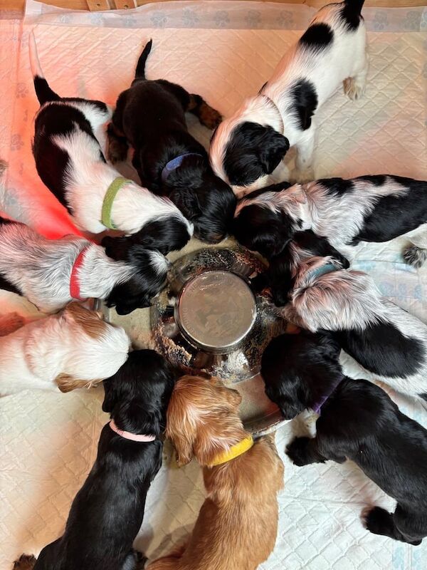 Cocker Spaniel puppies for sale in Londonderry, County Londonderry – KC registered, 6 weeks old