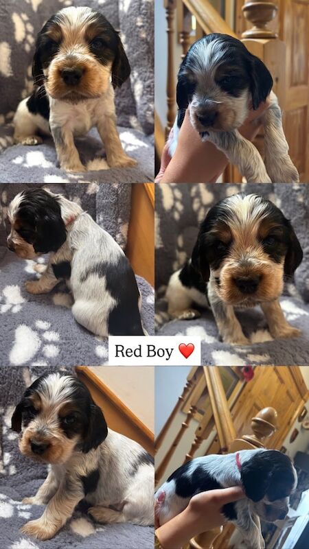 Cocker Spaniel puppies for sale in Londonderry, County Londonderry – KC registered, 6 weeks old - Image 2 of 3