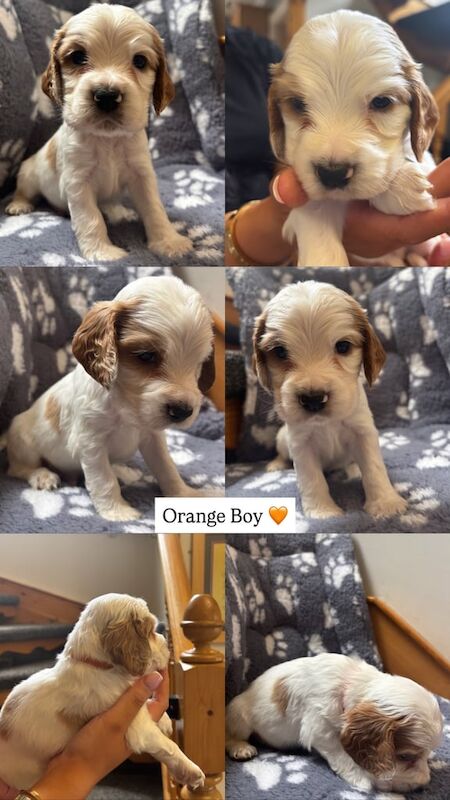 Cocker Spaniel puppies for sale in Londonderry, County Londonderry – KC registered, 6 weeks old - Image 3 of 3