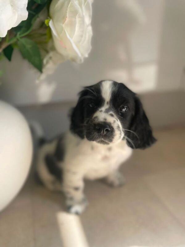 Show cocker spaniel x Shih Tzu