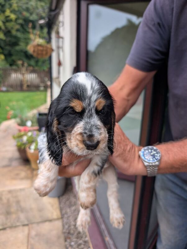Show cocker spaniels KC registered