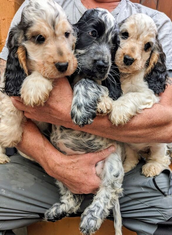 Kennel Club Registered Cocker Spaniel Puppies For Sale
