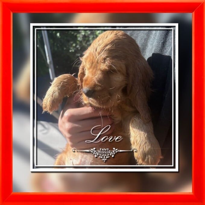 Show cocker spaniels for sale in North Hayling, Hampshire | Image 2