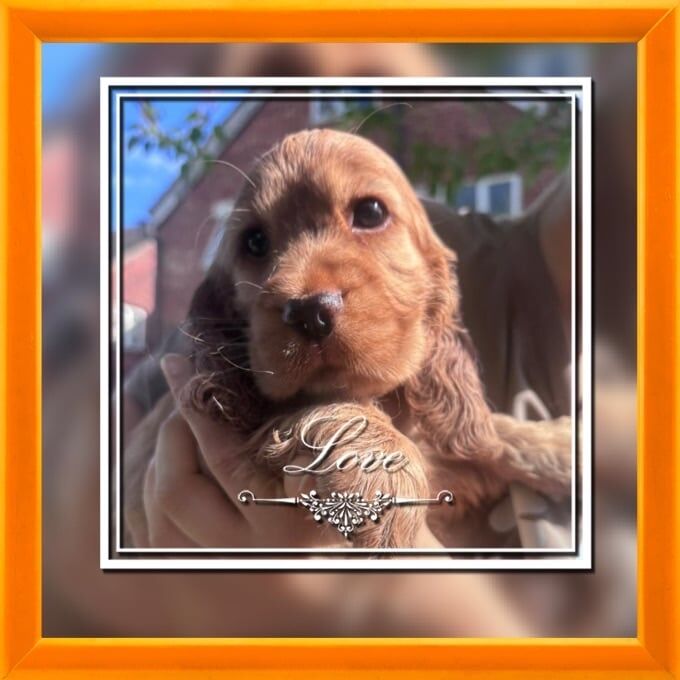 Show cocker spaniels for sale in North Hayling, Hampshire | Image 3