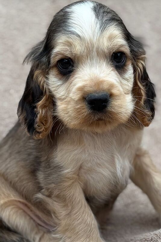 Cocker Spaniel puppies for sale in Washingborough, Lincolnshire – 7 weeks old