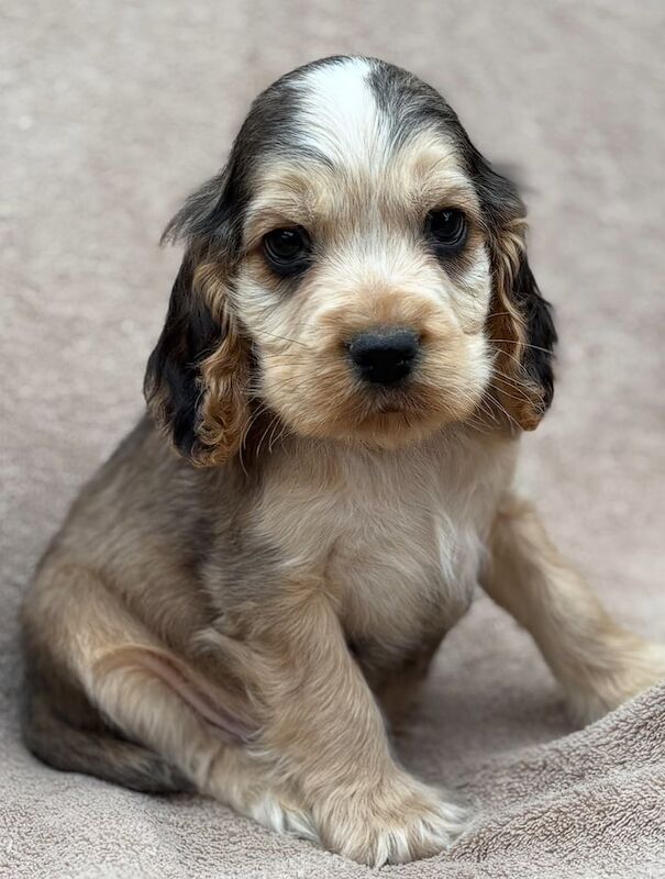 Cocker Spaniel puppies for sale in Washingborough, Lincolnshire – 5 months old - Image 2 of 5
