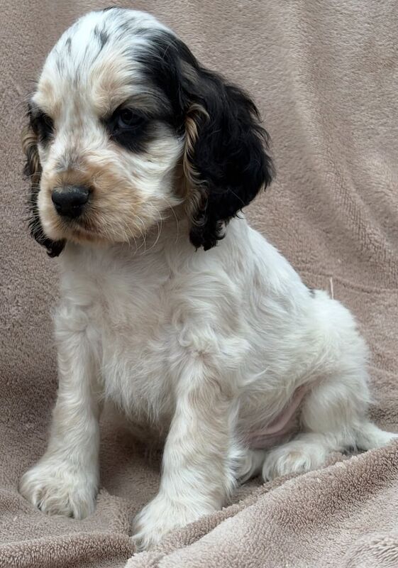 Cocker Spaniel puppies for sale in Washingborough, Lincolnshire – 5 months old - Image 3 of 5