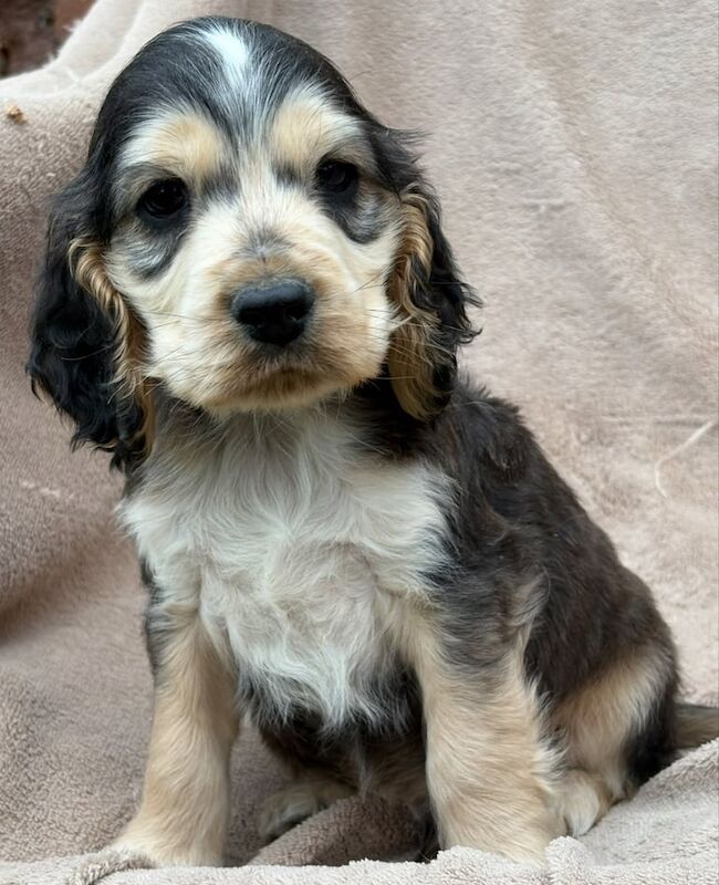 Cocker Spaniel puppies for sale in Washingborough, Lincolnshire – 5 months old - Image 4 of 5