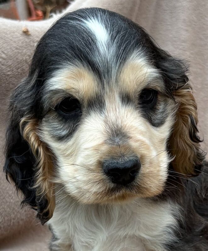 Cocker Spaniel puppies for sale in Washingborough, Lincolnshire – 5 months old - Image 5 of 5