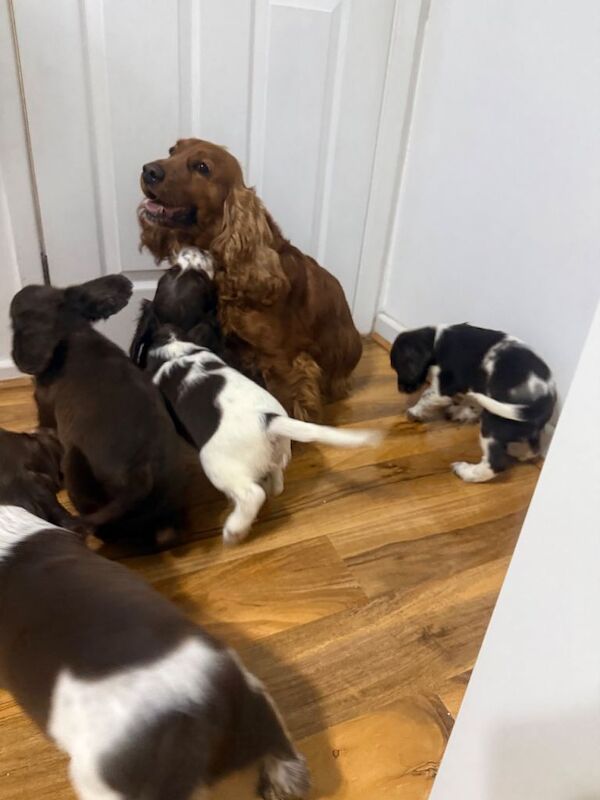 Show Cocker Spaniels
