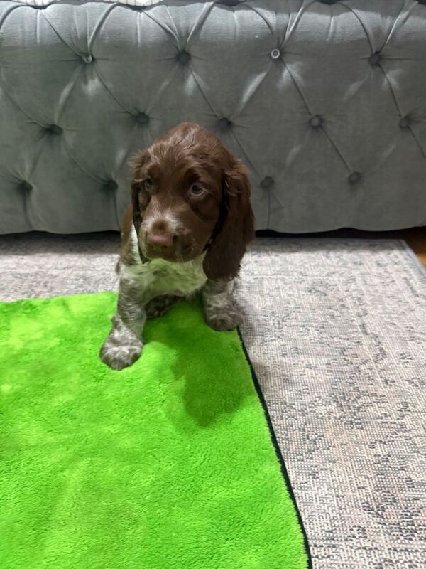 Show Cocker Spaniels - Image 2 of 3