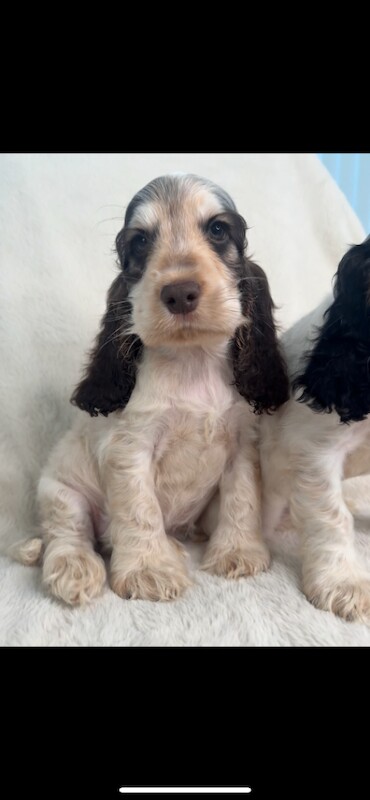 Show cocker spaniels
