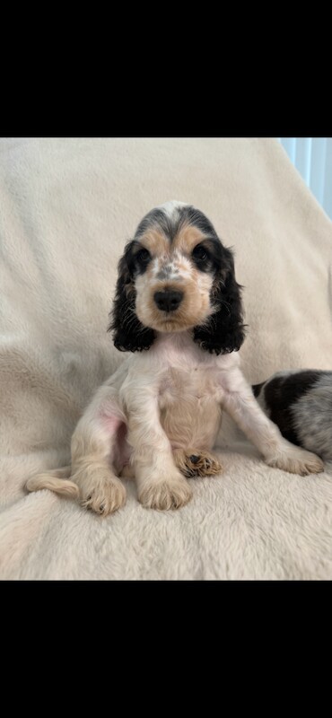 Show cocker spaniels - Image 2 of 6