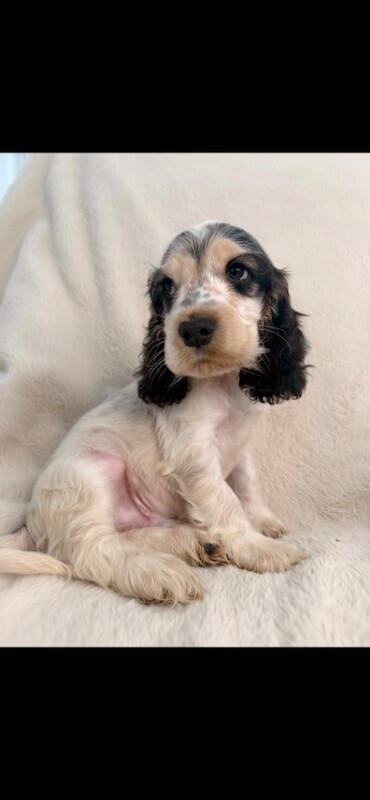 Show cocker spaniels - Image 3 of 6