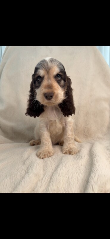 Show cocker spaniels - Image 4 of 6