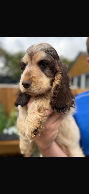 Show cocker spaniels - Image 5 of 6