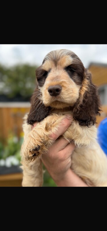 Show cocker spaniels - Image 6 of 6