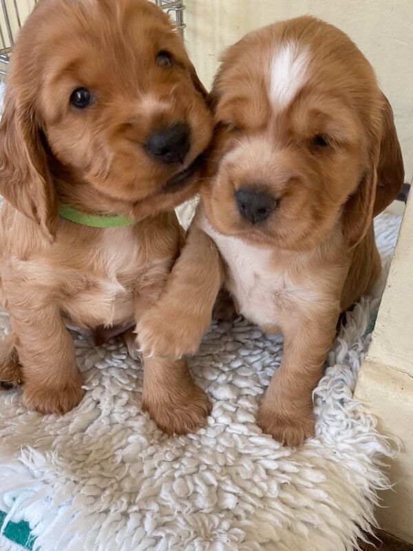 Cocker Spaniel puppies for sale in Winscombe, Somerset – KC registered, 5 weeks old