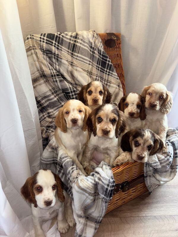 Cocker Spaniel puppies for sale in Great Yarmouth, Norfolk – 10 months old - Image 1 of 3