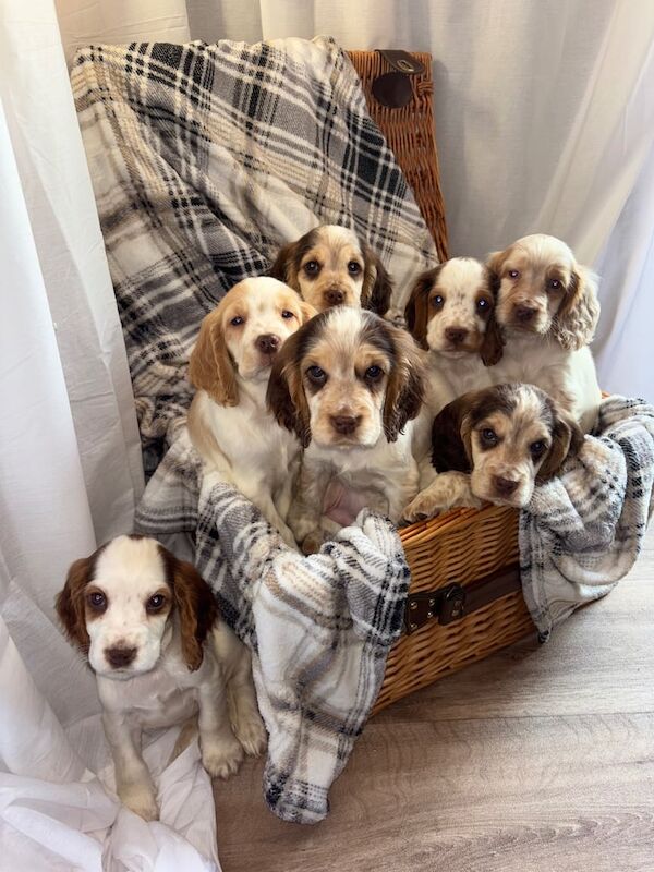 Cocker Spaniel puppies for sale in Great Yarmouth, Norfolk – 10 months old - Image 2 of 3