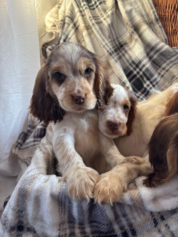 Cocker Spaniel puppies for sale in Great Yarmouth, Norfolk – 10 months old - Image 3 of 3