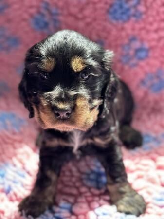 Cocker Spaniel puppies for sale in Skegness, Lincolnshire – 1 year old - Image 1 of 5