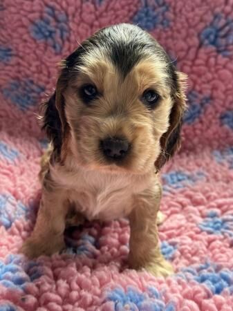 Cocker Spaniel puppies for sale in Skegness, Lincolnshire – 1 year old - Image 2 of 5