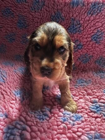 Cocker Spaniel puppies for sale in Skegness, Lincolnshire – 1 year old - Image 3 of 5