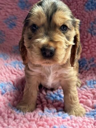 Show cocker spaniels ready 18th June for sale in Skegness, Lincolnshire - Image 4
