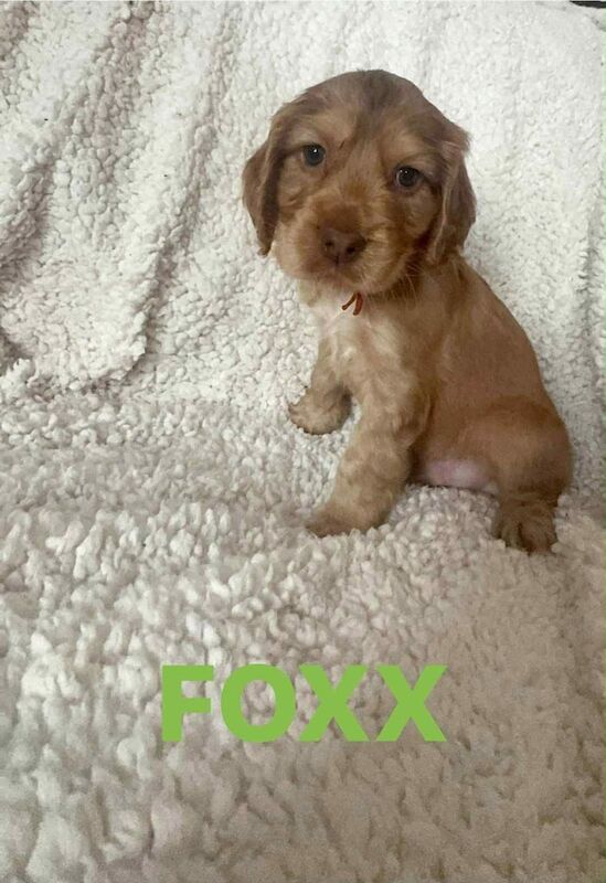 Cocker Spaniel puppies for sale in Driffield, East Riding of Yorkshire – 6 weeks old