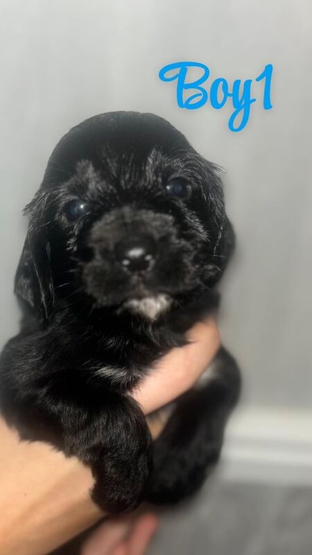 Cocker Spaniel puppies for sale in Gilmerton, City of Edinburgh – 1 year old - Image 1 of 3