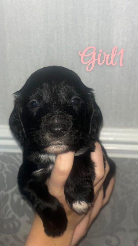 Cocker Spaniel puppies for sale in Gilmerton, City of Edinburgh – 1 year old - Image 2 of 3