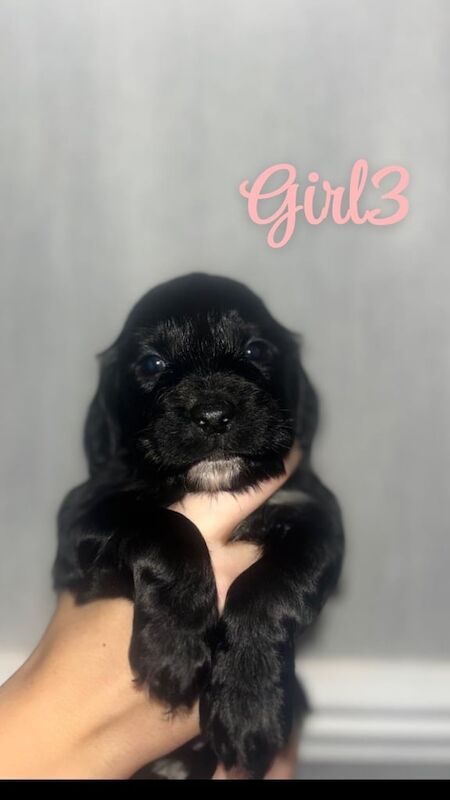 Cocker Spaniel puppies for sale in Gilmerton, City of Edinburgh – 1 year old - Image 3 of 3