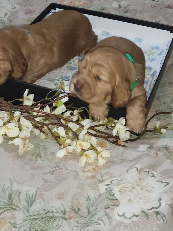 Show cocker's spani kc register