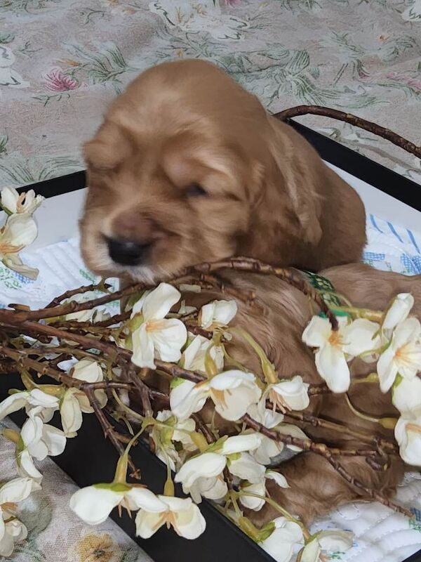 Show cocker's spani kc register - Image 2 of 5