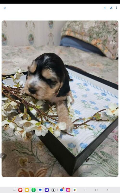 Show cocker's spani kc register - Image 3 of 5